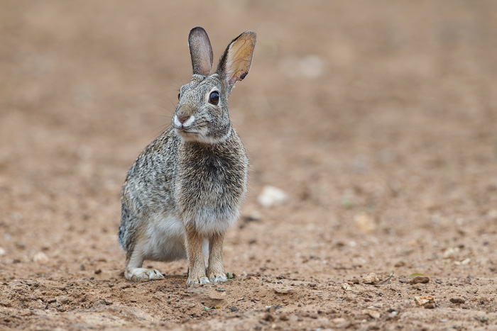 Eastern Cottontail