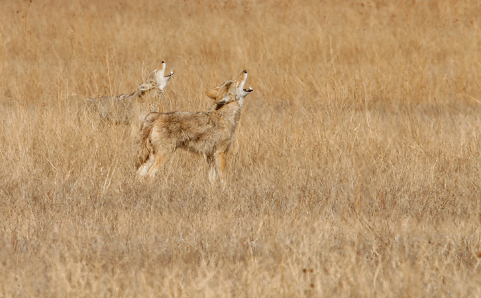 Coyotes