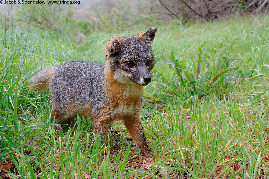 Island Fox