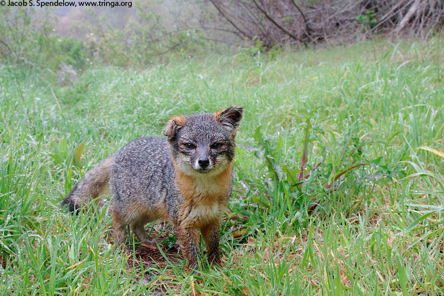 Island Fox