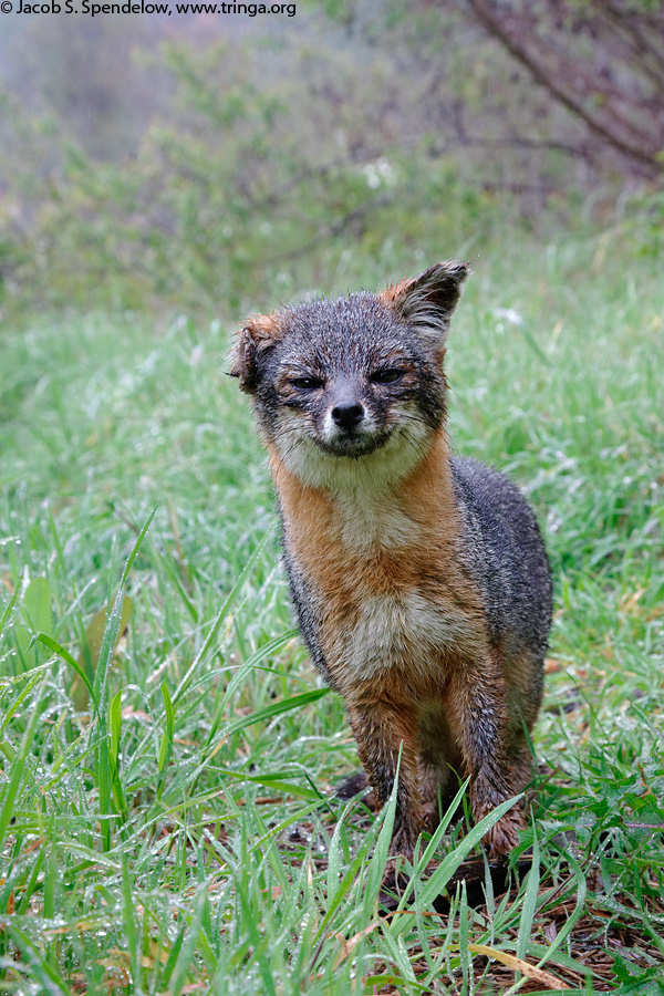 Island Fox