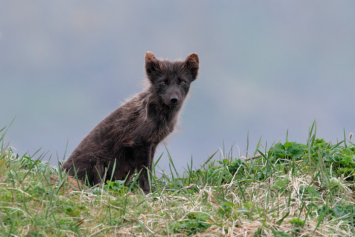 Arctic Fox