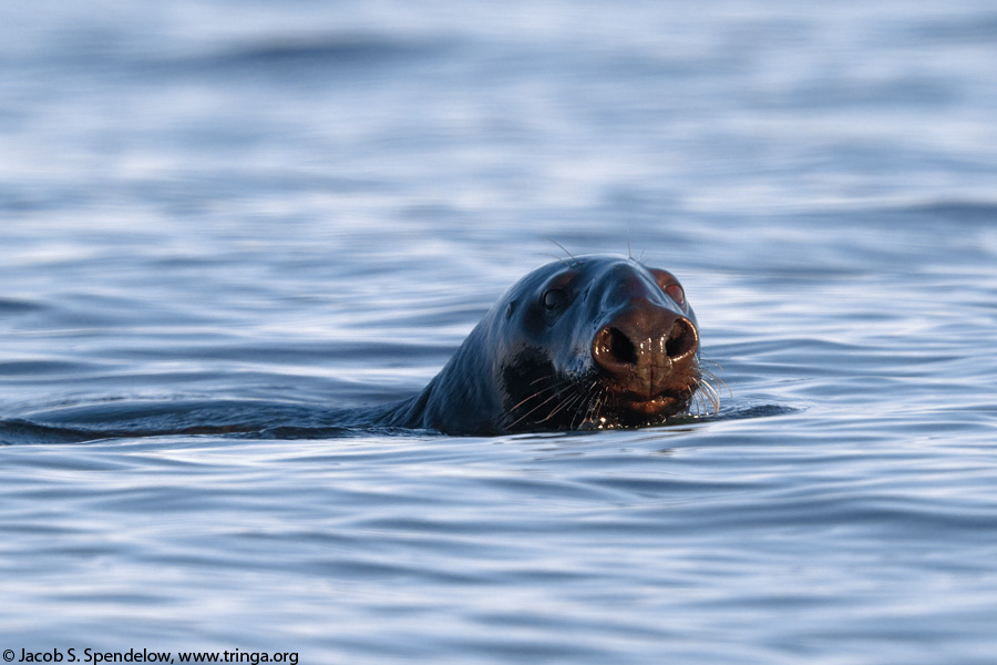 Gray Seal