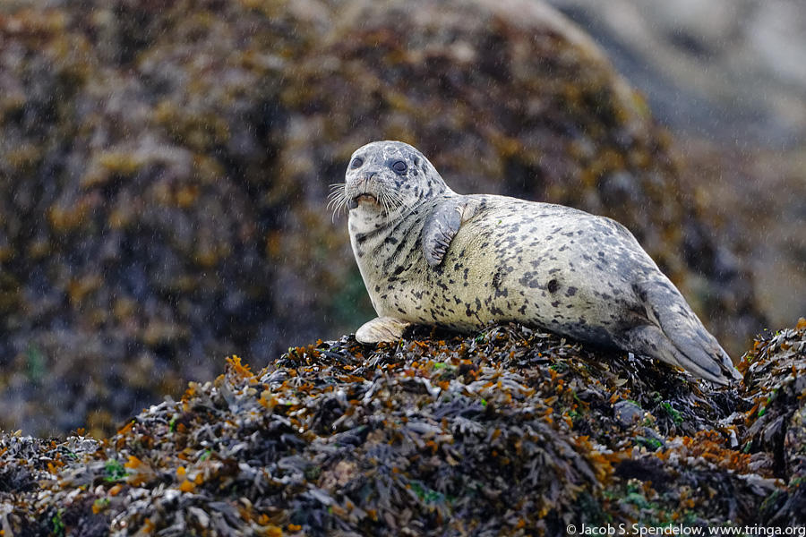 Harbor Seal