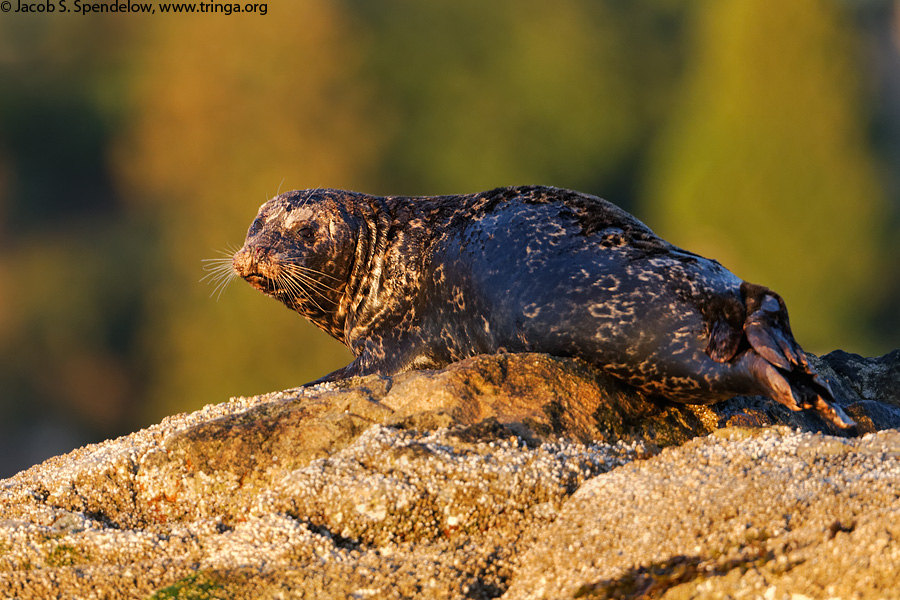 Harbor Seal