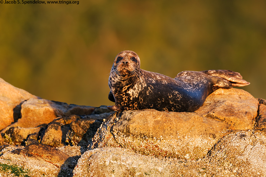 Harbor Seal