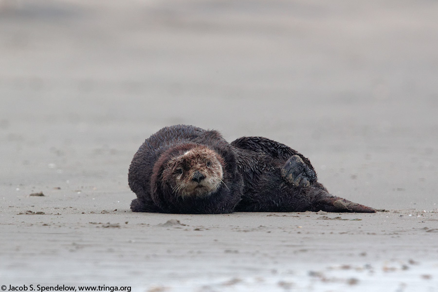 Sea Otter