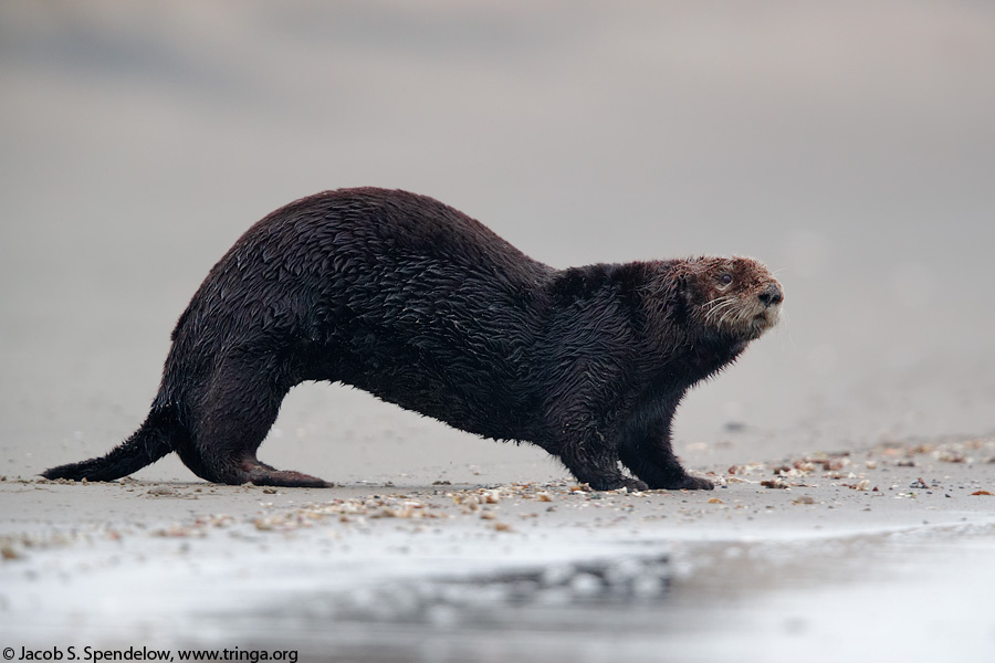 Sea Otter