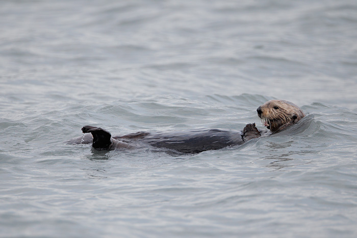 Sea Otter