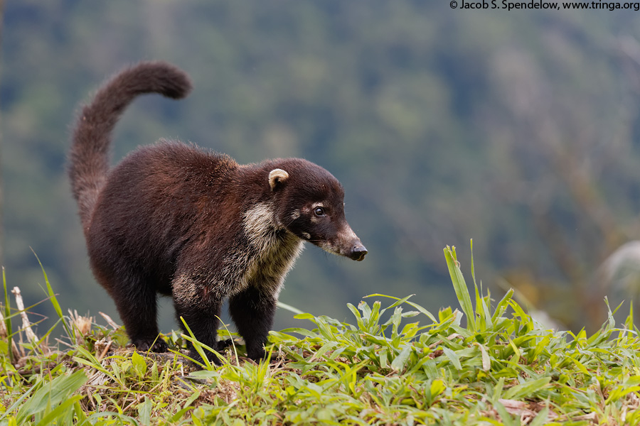 White-nosed Coati