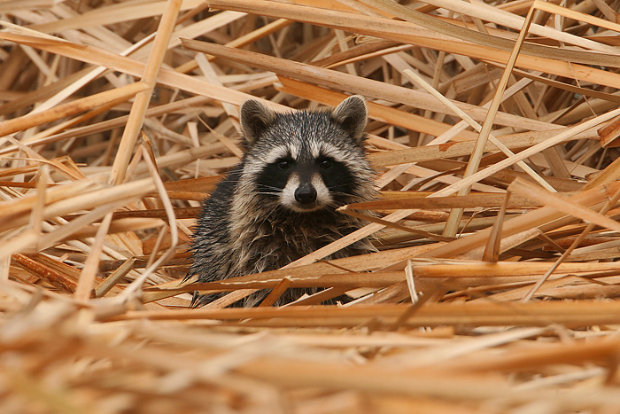 Raccoon