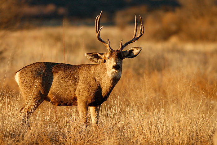 Mule Deer