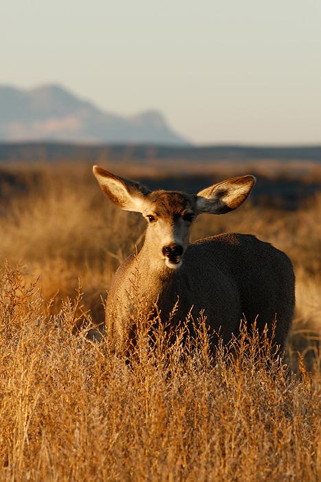 Mule Deer