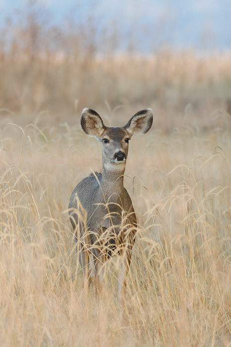 Mule Deer