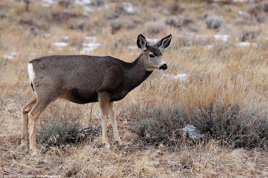 Mule Deer