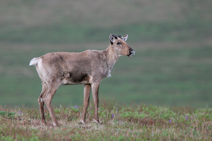 Caribou