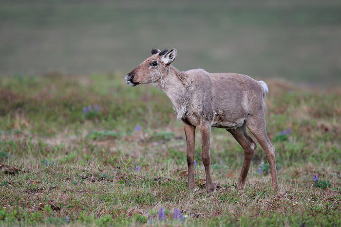 Caribou