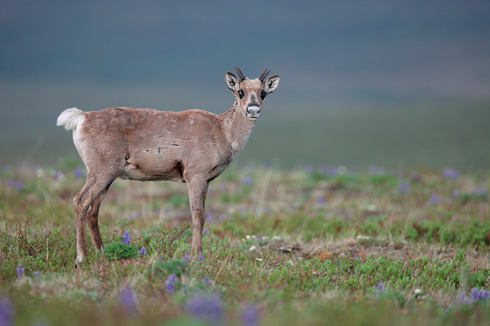 Caribou