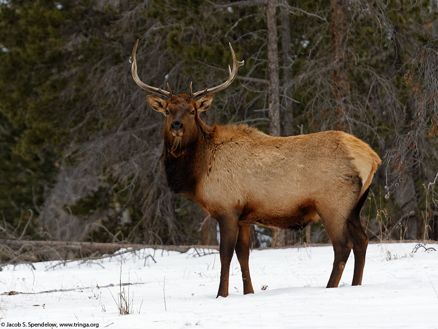 Elk