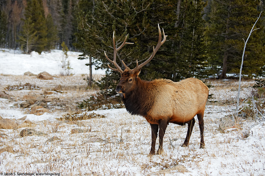 Elk