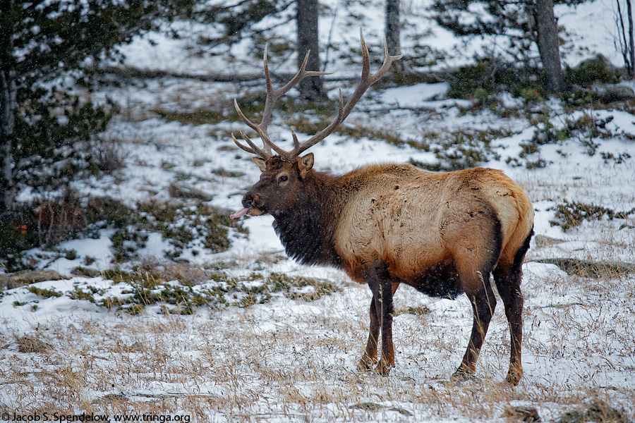 Elk