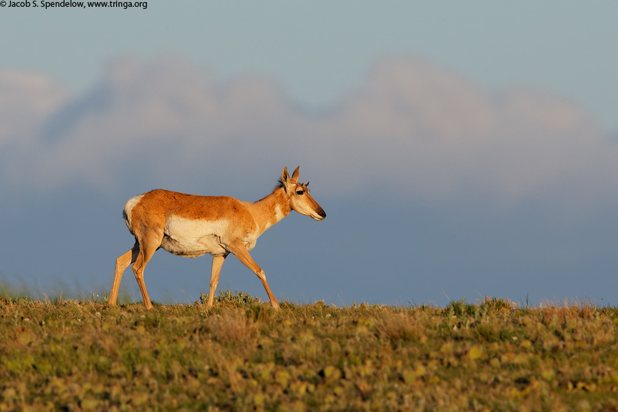 Pronghorn