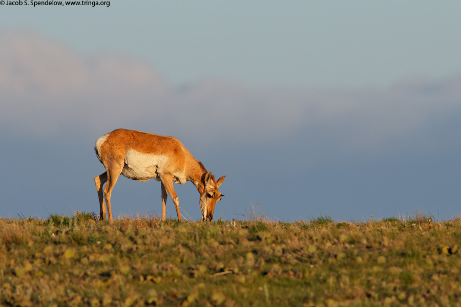 Pronghorn