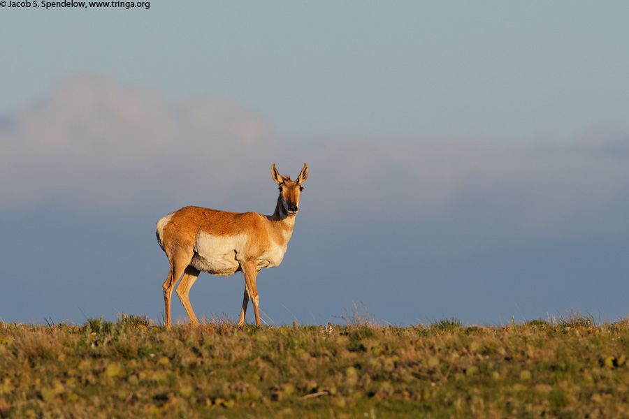Pronghorn