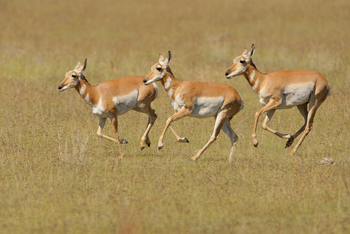 Pronghorn