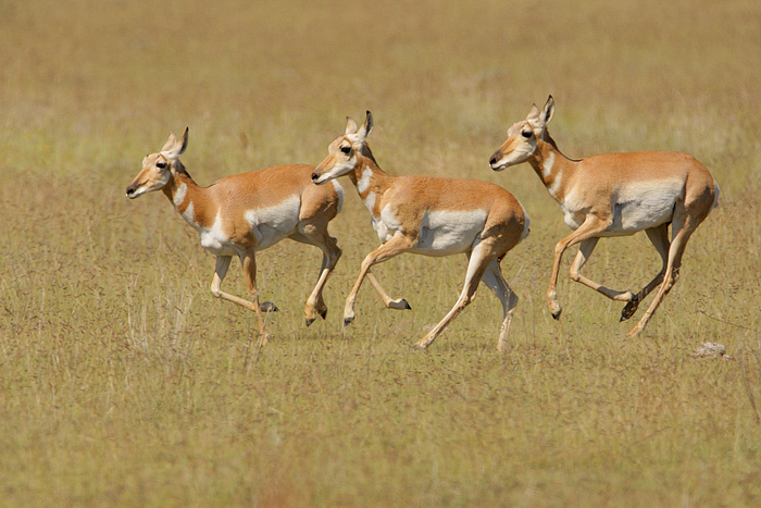 Pronghorn