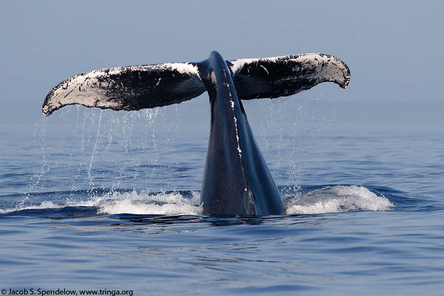 Humpback Whale