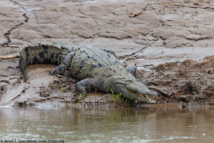 American Crocodile