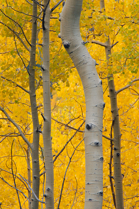 Aspens