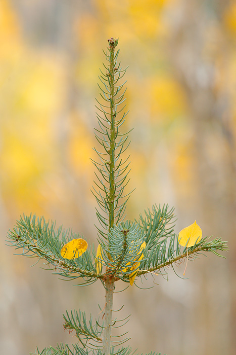 Aspens