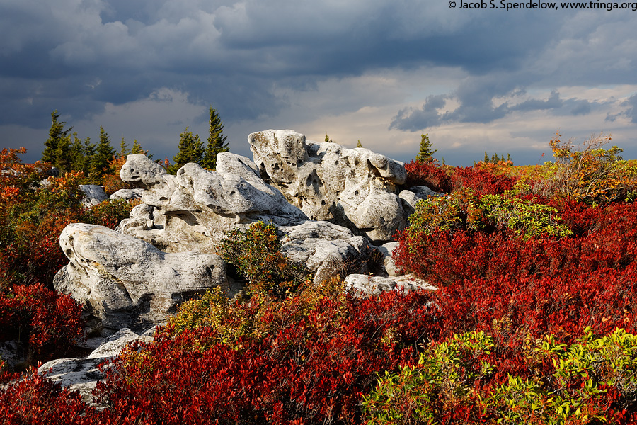 Bear Rocks