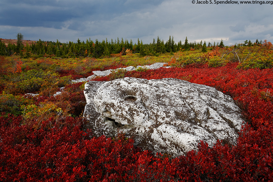 Bear Rocks