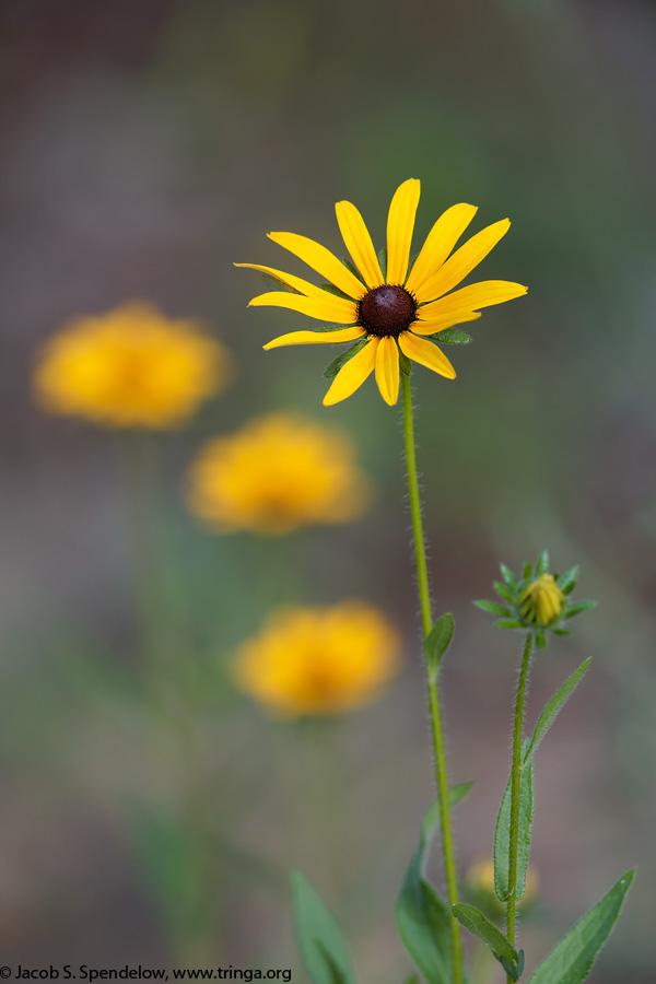 Black-eyed Susan