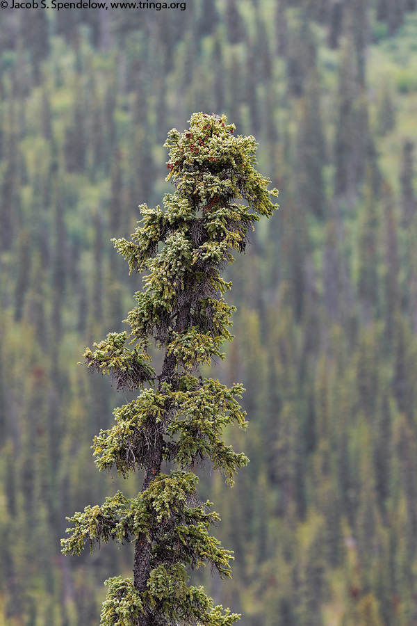 Black Spruce