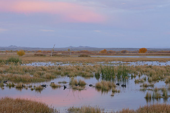 Bosque del Apache NWR