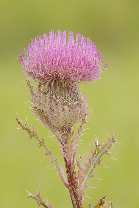 Bull Thistle