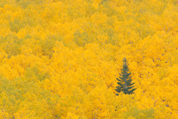 Fall Colors
