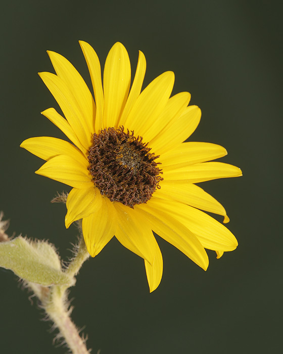 Common Sunflower