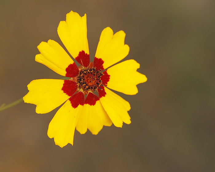 Coreopsis