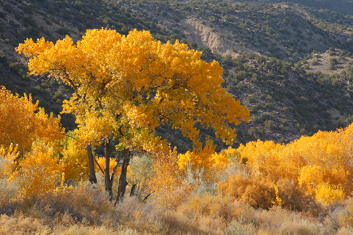 Cottonwood Bosque