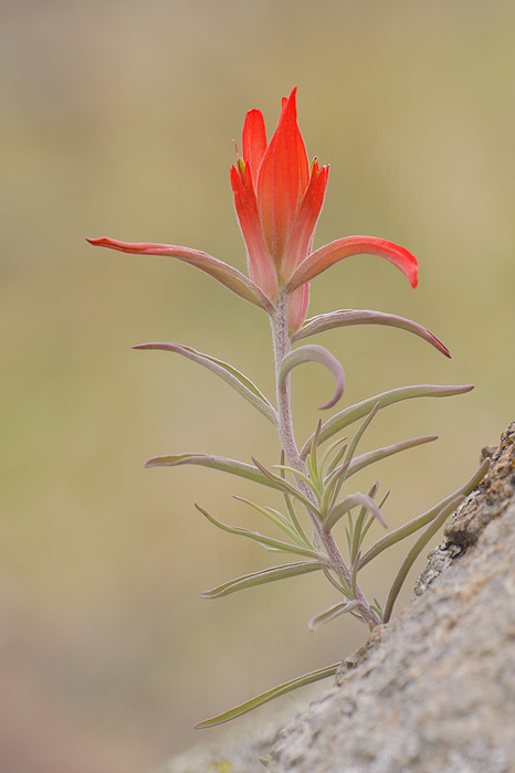 Desert Paintbrush