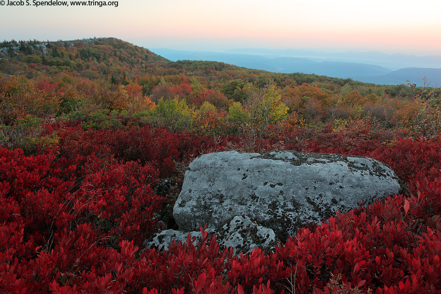 Dolly Sods