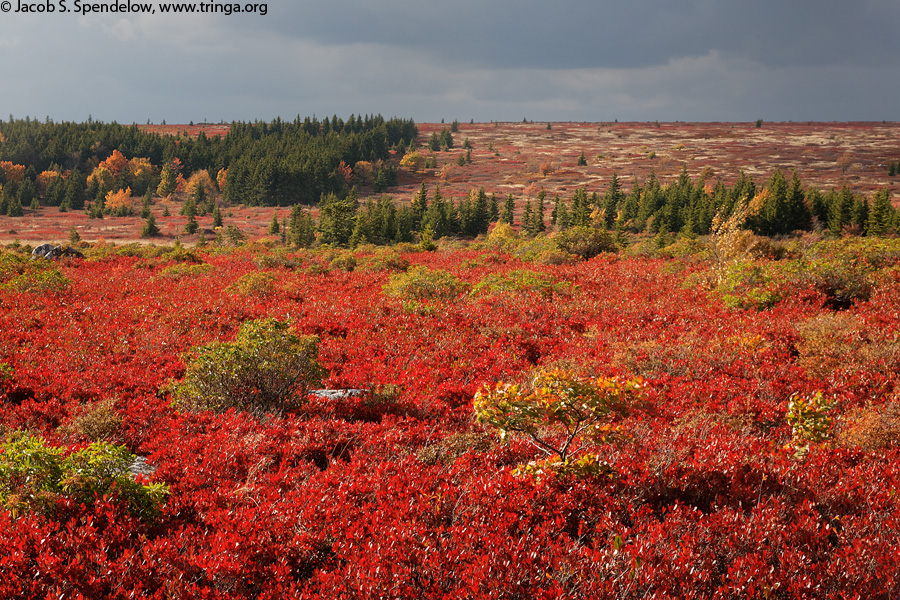 Dolly Sods