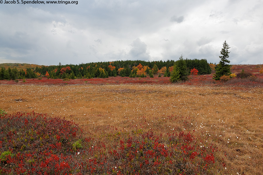 Dolly Sods