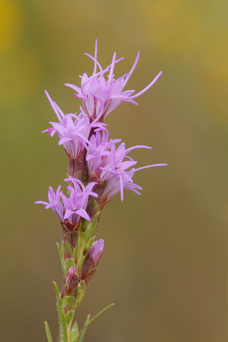 Dotted Gayfeather