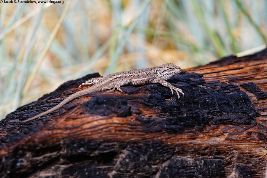 Eastern Fence Lizard